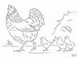 Coloring Hen Chicks Pages Printable Popular Cute sketch template