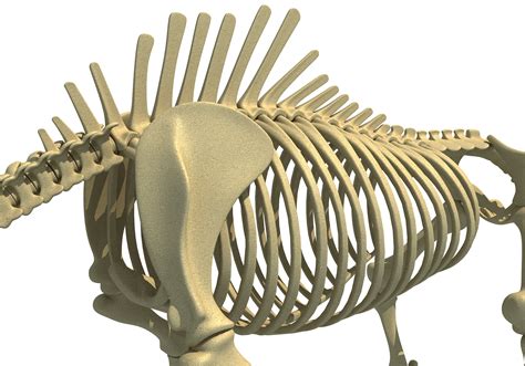 rhino skeleton animal turbosquid