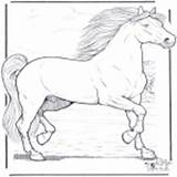 Cavalos Kleurplaten Malesider Fargelegg Dyr Hester Pferde Tiere Dyre Paarden Coloriages Caballo Cheval Cavallo Jetztmalen Kategori Caballos sketch template