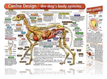 dog toys        house dog anatomy body systems  anatomy