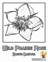 Flower State Coloring Pages Dakota North Printable Wild Discover Iowa Choose Board sketch template