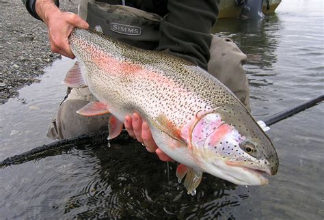 rainbow trout kanektok river
