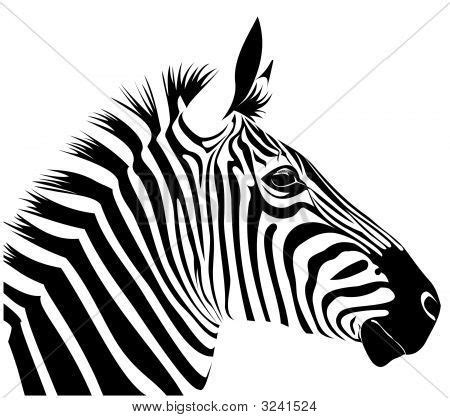 vector illustration zebra head  art style image cgpc