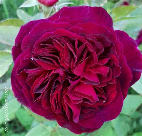 munstead wood rose rose gardener varieties  roses   grow