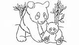 Panda Coloring Pages Baby Bear Printable Cute Bamboo Drawing Line Print Kids Color Sheets Pandas Template Animal Getcolorings Drawings Horse sketch template