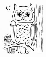 Fall Owl Pages Template Coloring Color Clipart sketch template