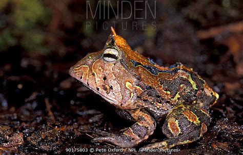 amazon horned frog stock photo minden pictures