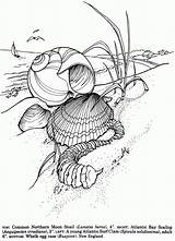 Coloring Pages Shells Book Seashells Sea Color Printable Drawing Adult Line Shell Dover Publications Drawings Kids Welcome Visit Sheets Rocks sketch template