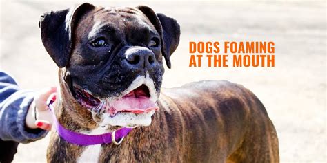 dogs foam   mouth reasons solutions prevention faq
