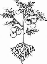 Plant Tomato Morphology Flowering Ripe sketch template