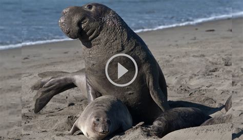 the elephant seals are getting after it right now the