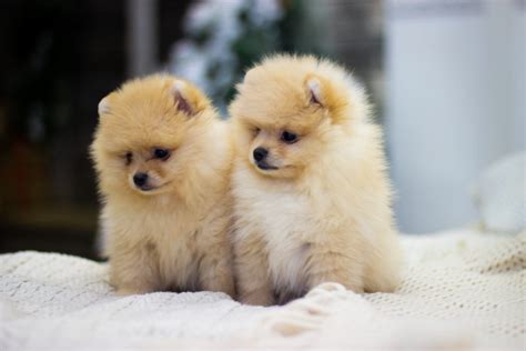 find  small dog breeds  sale furry babies