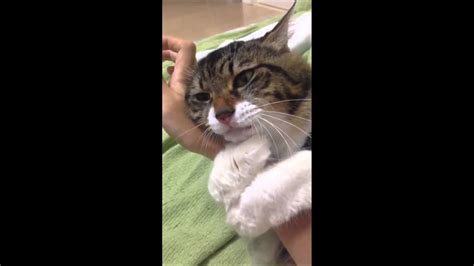 clingy cat youtube