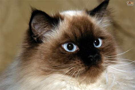 himalayan cat breed facts highlights buying advice petshomes