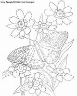 Coloring Butterflies Musings Inkspired Color Tutorial Need If Spangled Fritillary sketch template