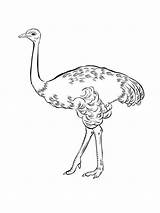 Emu Coloring Pages Printable Print Birds Getdrawings Getcolorings Recommended sketch template