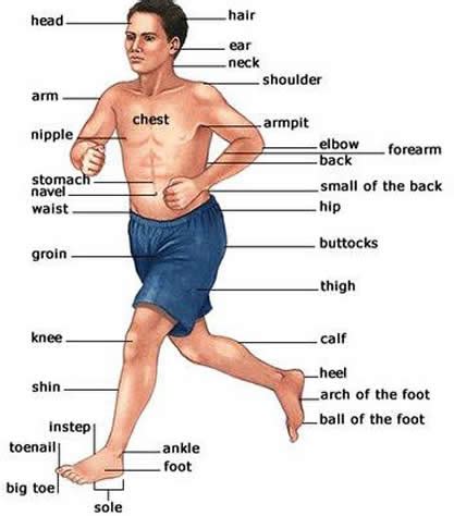 parts   human body parts learning english body parts words
