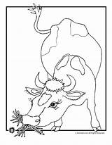 Coloring Cows Pages Cow Farm Herd Popular Printer Send Button Special Print Only Kids Click Use Animal sketch template