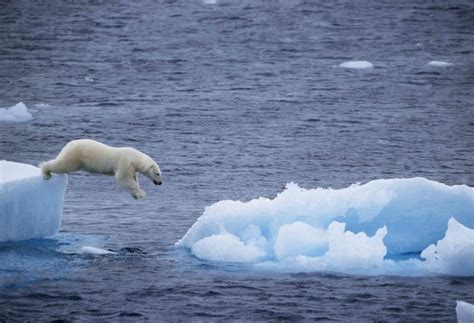 polar ice caps melting facts  implications enjoy  green