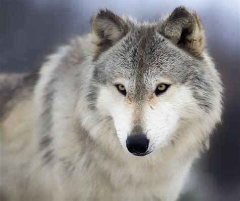 grey wolf  endangered mystart