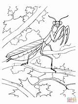 Mantis Praying Coloring Pages Printable Color Supercoloring Drawing Designlooter Choose Board sketch template