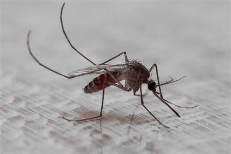 legislature sends mosquito control bill  governor