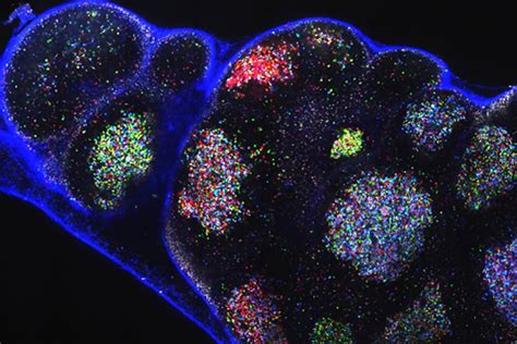 cell diversity  immune systems germinal centers  hold key
