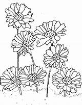 Daisy Coloring Pages Getcolorings Flower sketch template