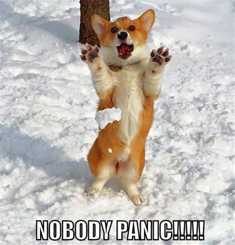 25 Best Corgi Memes Of All Time Page 3 The Paws
