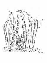 Seaweed Seetang sketch template