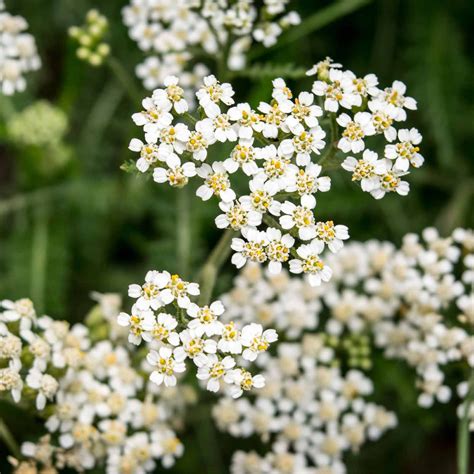 white yarrow wildflower garden herb seeds  oz perennial wild