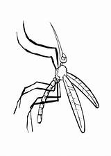 Mosquito Coloring Edupics Printable Getcolorings sketch template