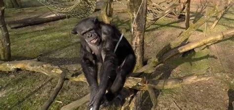 drone busting chimp shows  planning unexplained mysteries