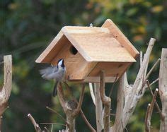 black capped chickadee checking   rental property   mounted  post