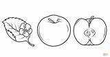 Apfel Apfelbaum Blatt Ausdrucken Appel Gesneden Malvorlagen Halb Geschnittener Ganzer Malvorlage äpfel Apples sketch template