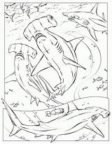 Hammerhead Requin Coloriage Marteau Dessin Requins Hai Sharks Ausmalbilder Rattlesnakes Imprimer Colorier Squali Coloriages Ausmalbild Pez Gifgratis Imprimé Coloringhome Prend sketch template