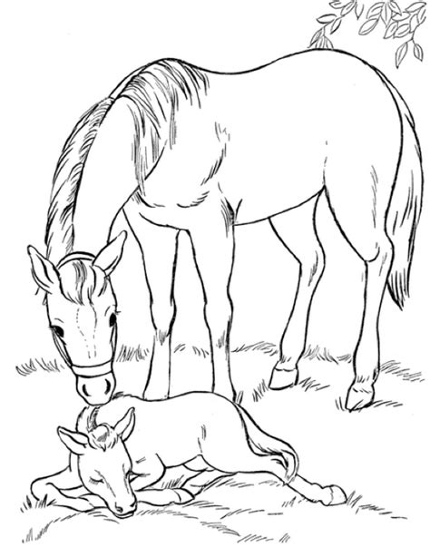 printable horse family coloringpagebookcom