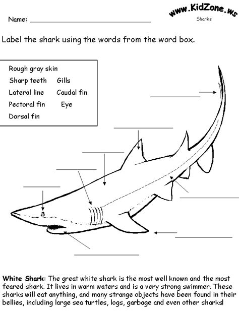 shark activity sheet labelling  great white shark beginner