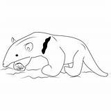 Tamandua Anteater sketch template