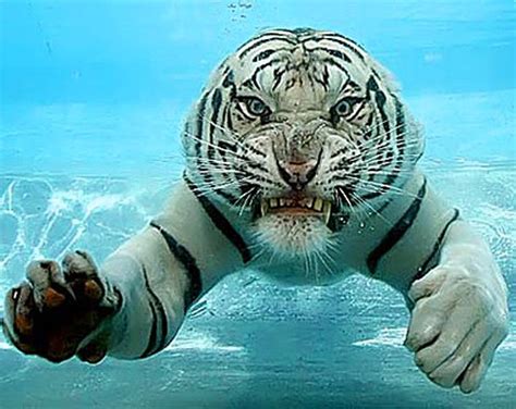 tiger rare photos under water tigers rare pics under