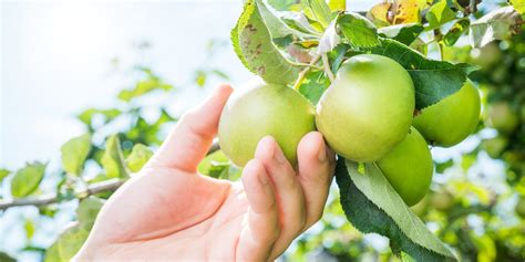 How To Jumpstart Your Inbound Marketing Efforts With “low Hanging Fruit