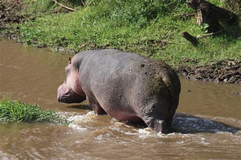 hippo dung drives savannah silicon cycle research chemistry world