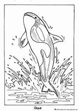 Orca Orque Shark sketch template