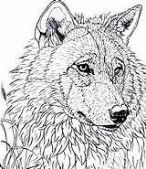 Wood Burning Patterns Coloring Wolf Stencils Tracing Adults Adult Pyrography Pages Printable Animal Sheets Native American Stencil Pattern Animals Wolves sketch template