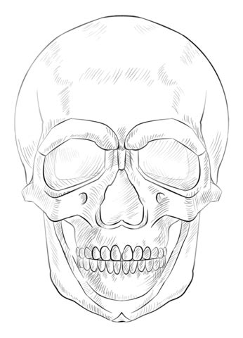 human skull coloring page  printable coloring pages