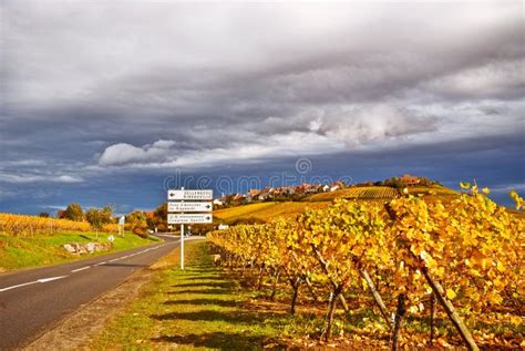 wine route stock photo image  vineyard valley stormy