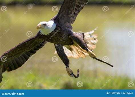 falconry american bald eagle  flying bird  prey display stock