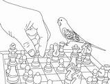 Chess Parakeet Visit sketch template