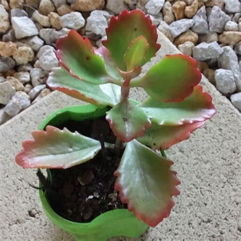 Kalanchoe Sexangularis Red Leaved Kalanchoe Uploaded