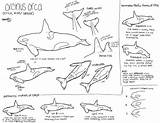 Coloring Killer Pages Whales Orca Whale Colouring Popular Library Clipart Coloringhome sketch template